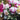 Fleurs pour obsèques
