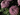 Fleurs Toussaint, Automne & Hiver