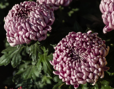 Fleurs Toussaint, Automne & Hiver
