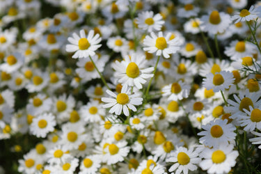 Fleurs Printemps / Eté