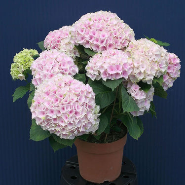 Hortensias de Pâques