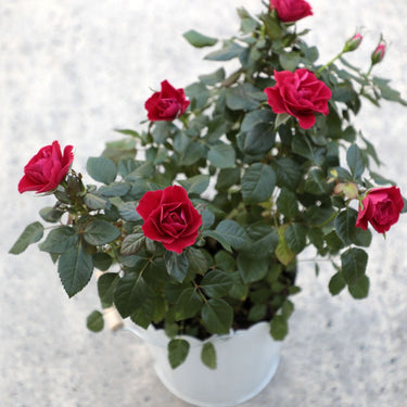 Rosiers de mai